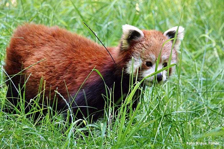 Weiblicher Kleiner Panda UMA am 3. Juni 2023 auf der neuen Panda-Anlage im Zoologischen Garten Wuppertal (Foto Klaus Tüller)