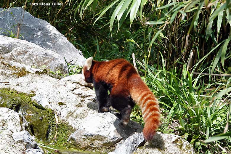 Männlicher Kleiner Panda LIAM am 6. Juni 2023 auf der neuen Panda-Anlage im Zoologischen Garten der Stadt Wuppertal (Foto Klaus Tüller)