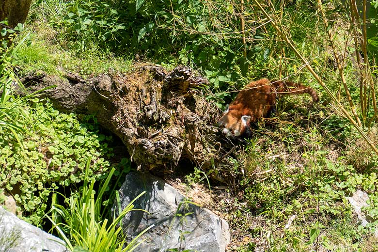 Weiblicher Kleiner Panda UMA am 17. Juni 2023 auf der neuen Panda-Anlage im Zoo Wuppertal