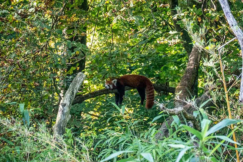 Männlicher Kleiner Panda LIAM am 9. September 2023 auf der Panda-Anlage im Wuppertaler Zoo