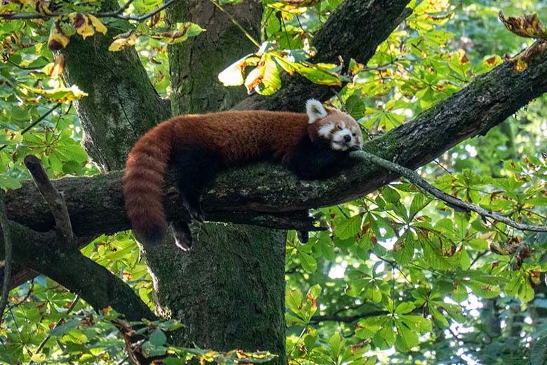 Weiblicher Kleiner Panda UMA am 9. September 2023 auf der Panda-Anlage im Grünen Zoo Wuppertal