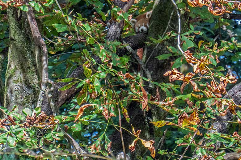 Kleiner Panda am 1. Oktober 2023 auf der Kastanie auf der neuen Panda-Anlage im Zoo Wuppertal