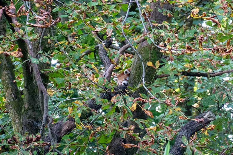 Kleiner Panda am 6. Oktober 2023 auf der Kastanie auf der neuen Panda-Anlage im Zoologischen Garten Wuppertal