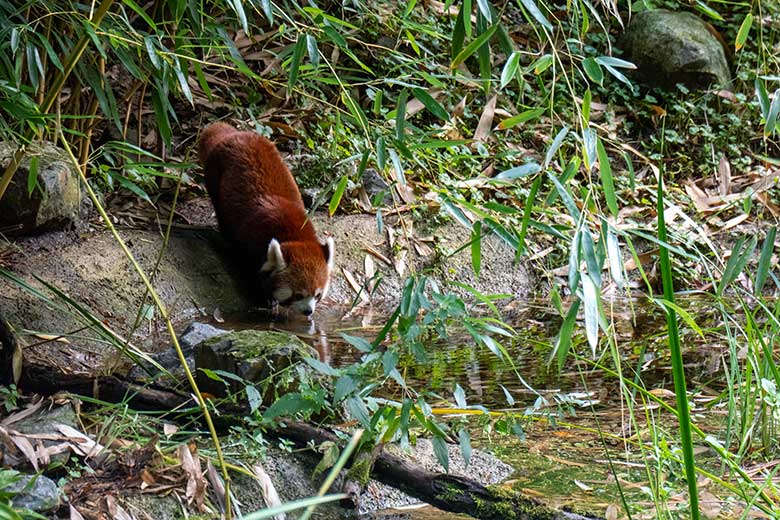 Kleiner Panda am 7. Oktober 2023 am Wasser auf der neuen Panda-Anlage im Zoo Wuppertal