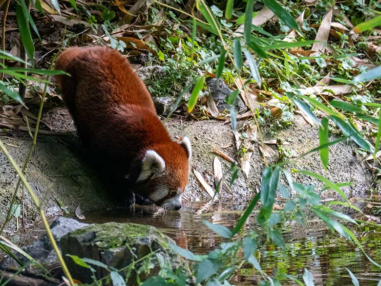 Kleiner Panda am 7. Oktober 2023 am Wasser auf der neuen Panda-Anlage im Wuppertaler Zoo