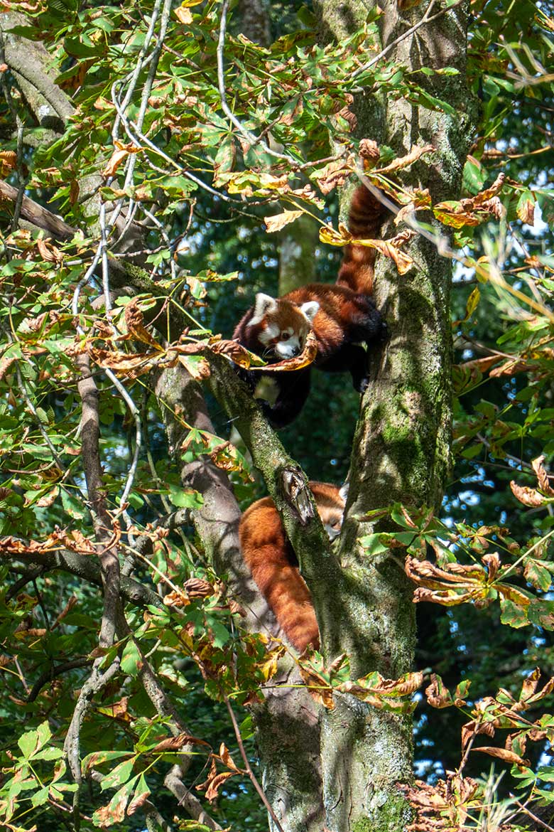 Zwei Kleine Pandas am 7. Oktober 2023 auf der Kastanie auf der neuen Panda-Anlage im Wuppertaler Zoo