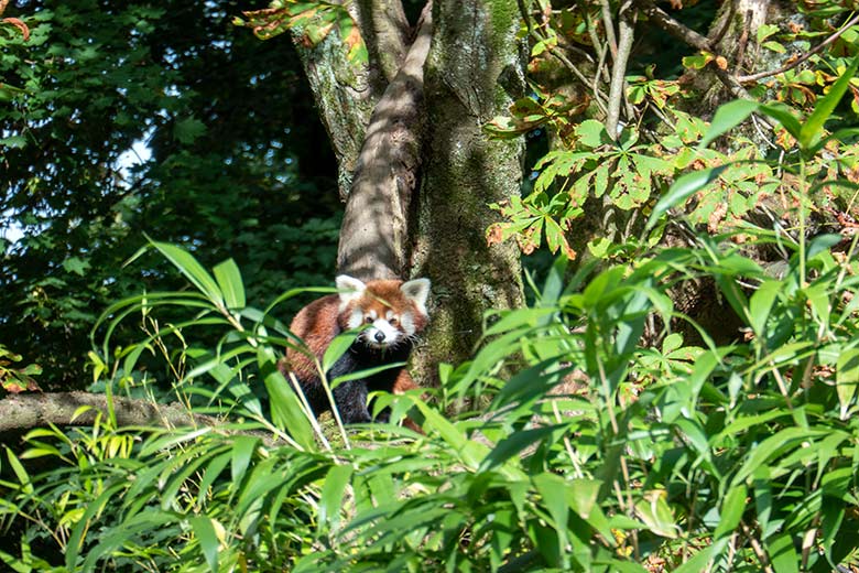 Kleiner Panda am 7. Oktober 2023 auf der Kastanie auf der neuen Panda-Anlage im Grünen Zoo Wuppertal