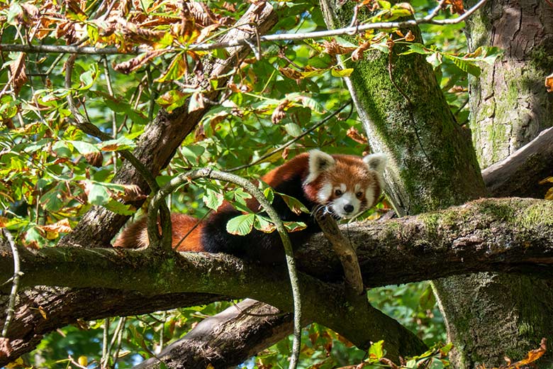 Kleiner Panda am 7. Oktober 2023 auf der Kastanie auf der neuen Panda-Anlage im Zoologischen Garten der Stadt Wuppertal