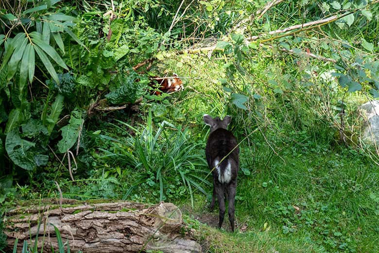 Kleiner Panda und weiblicher Ostchinesischer Schopfhirsch am 7. Oktober 2023 auf der neuen Panda-Anlage im Grünen Zoo Wuppertal