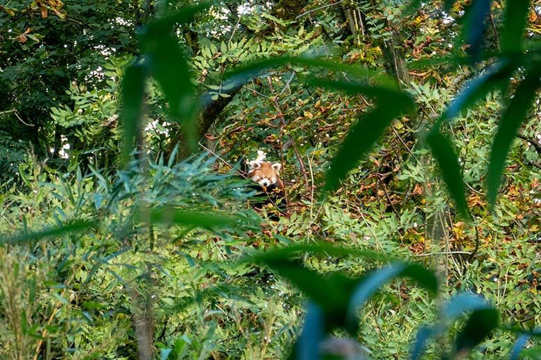 Kleiner Panda am 21. Oktober 2023 auf der Kastanie auf der neuen Panda-Anlage im Zoo Wuppertal