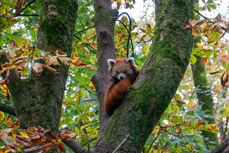 Kleiner Panda am 22. Oktober 2023 auf der Kastanie auf der neuen Panda-Anlage im Zoologischen Garten Wuppertal