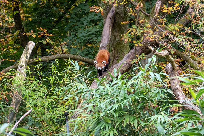 Kleiner Panda am 24. Oktober 2023 an der Kastanie auf der neuen Panda-Anlage im Grünen Zoo Wuppertal