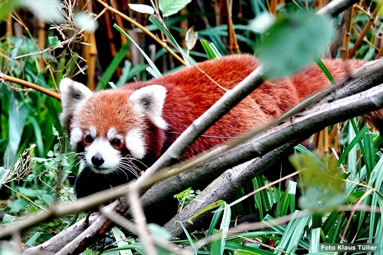 Kleiner Panda am 6. November 2023 auf der Außenanlage im Grünen Zoo Wuppertal (Foto Klaus Tüller)