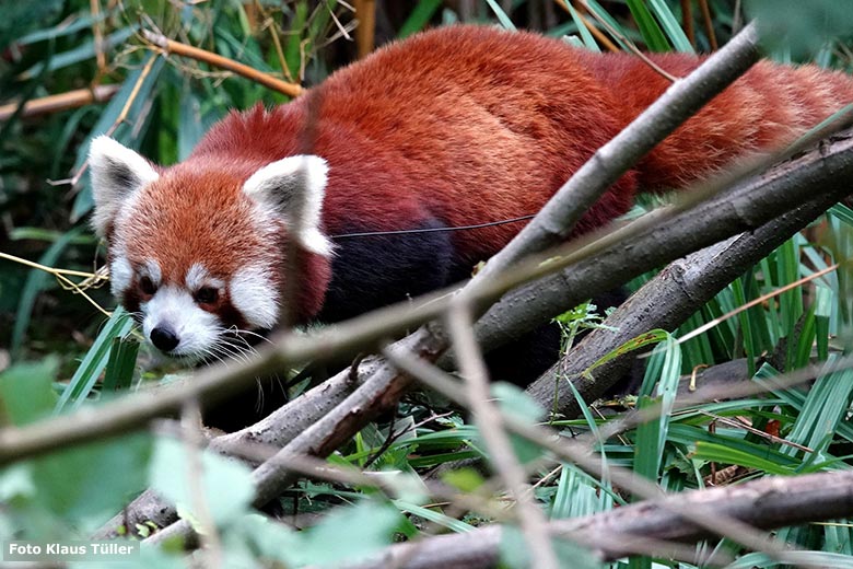 Kleiner Panda am 6. November 2023 auf der Außenanlage im Zoologischen Garten Wuppertal (Foto Klaus Tüller)