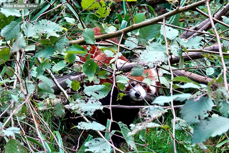 Kleiner Panda am 6. November 2023 auf der Außenanlage im Wuppertaler Zoo (Foto Klaus Tüller)