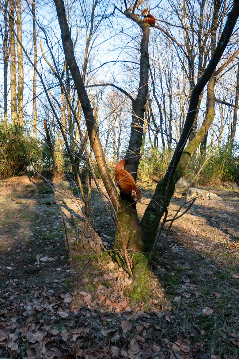 Weiblicher Kleiner Panda UMA und männlicher Kleiner Panda LIAM (unten) am 9. Januar 2024 auf einem Baum im Grünen Zoo Wuppertal