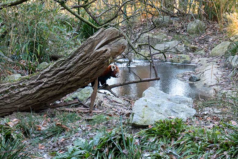 Männlicher Kleiner Panda LIAM am 9. Januar 2024 im Wuppertaler Zoo