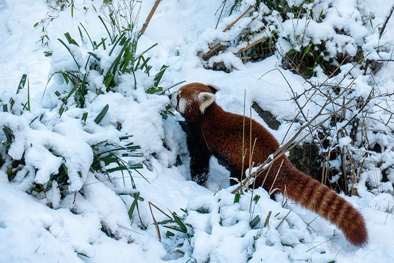 Männlicher Kleiner Panda LIAM am 16. Januar 2024 im Grünen Zoo Wuppertal