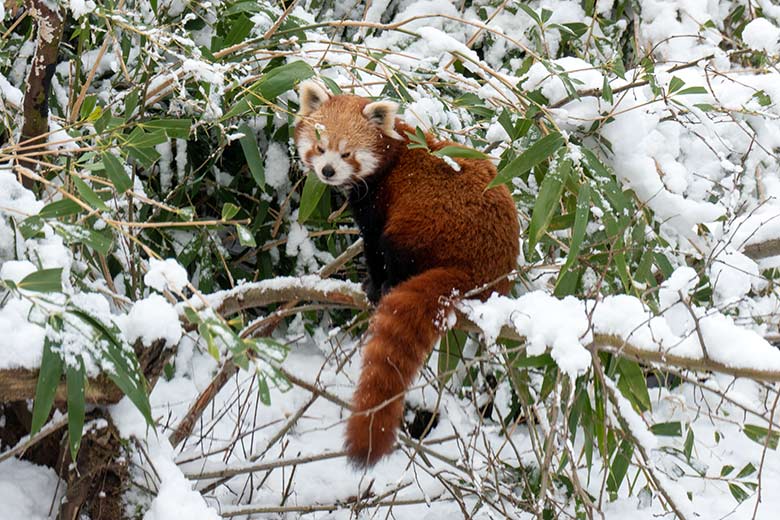 Weiblicher Kleiner Panda UMA am 16. Januar 2024 im Wuppertaler Zoo