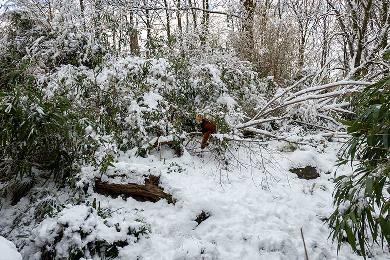 Weiblicher Kleiner Panda UMA am 16. Januar 2024 im Grünen Zoo Wuppertal