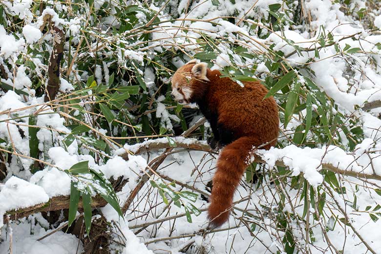 Weiblicher Kleiner Panda UMA am 16. Januar 2024 im Zoologischen Garten Wuppertal