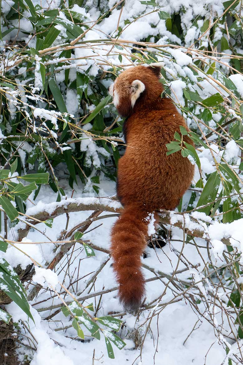 Weiblicher Kleiner Panda UMA am 16. Januar 2024 im Grünen Zoo Wuppertal