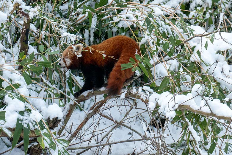 Weiblicher Kleiner Panda UMA am 16. Januar 2024 im Zoologischen Garten der Stadt Wuppertal