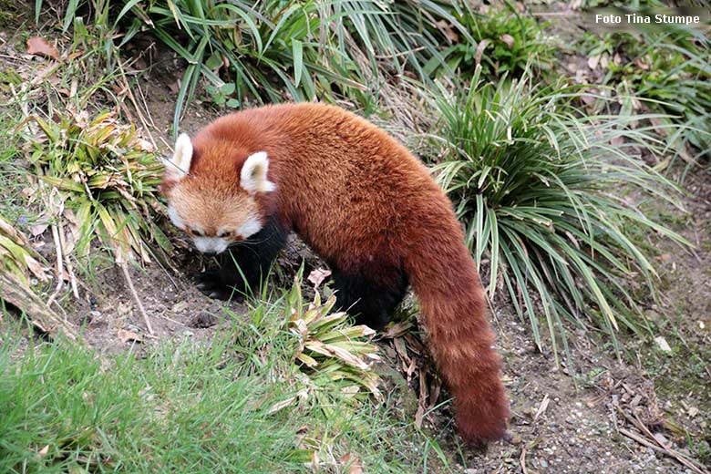 Weiblicher Kleiner Panda UMA am 14. April 2024 auf der Außenanlage im Grünen Zoo Wuppertal (Foto Tina Stumpe)