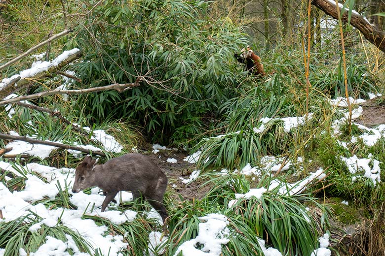 Weiblicher Ostchinesischer Schopfhirsch FALBALA und weibliches Roter Panda-Jungtier JINJIN am 16. Januar 2025 auf der Panda-Außenanlage im Zoologischen Garten der Stadt Wuppertal
