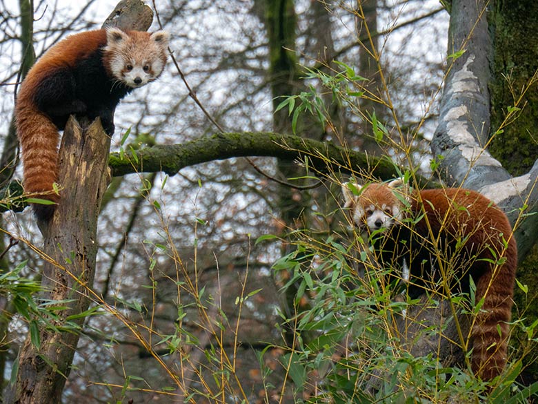 Weibliches Roter Panda-Jungtier JINJIN, adulter männlicher Roter Panda LIAM am 16. Januar 2025 auf der Panda-Außenanlage im Zoologischen Garten Wuppertal