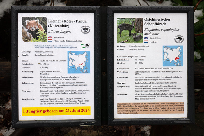 Ausschilderung der Tierarten Kleiner (Roter) Panda (Katzenbär) und Ostchinesischer Schopfhirsch am 16. Januar 2025 am Rand der unteren Panda-Außenanlage im Wuppertaler Zoo