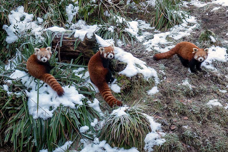 Weibliches Roter Panda-Jungtier JINJIN, adulter männlicher Roter Panda LIAM und adulter weiblicher Roter Panda UMA am 17. Januar 2025 auf der Panda-Außenanlage im Grünen Zoo Wuppertal