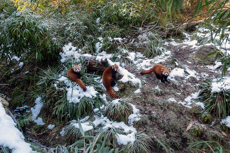 Weibliches Roter Panda-Jungtier JINJIN, adulter männlicher Roter Panda LIAM und adulter weiblicher Roter Panda UMA am 17. Januar 2025 auf der Panda-Außenanlage im Zoologischen Garten Wuppertal