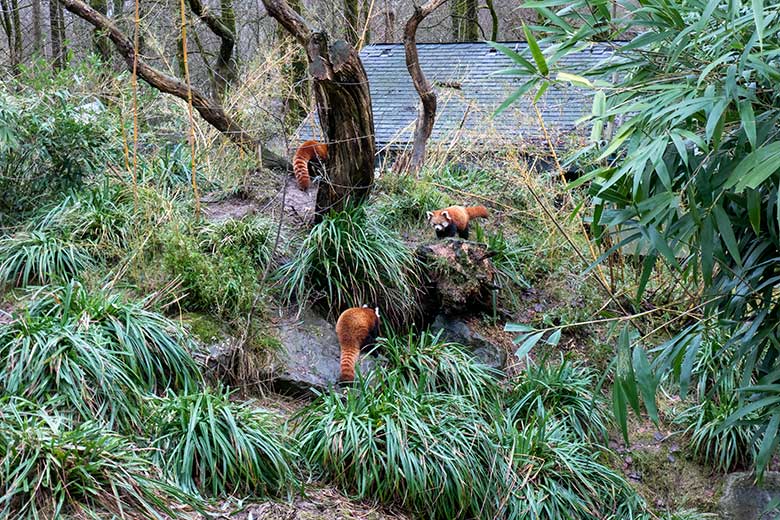 Weibliches Roter Panda-Jungtier JINJIN, adulter weiblicher Roter Panda UMA (rechts) und adulter männlicher Roter Panda LIAM (oben) am 24. Januar 2025 auf der Panda-Außenanlage im Grünen Zoo Wuppertal