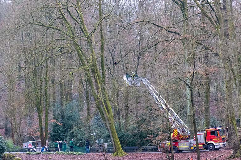 Männlicher Roter Panda LIAM am 6. Februar 2025 auf einem Baum in der Nähe der Braunbär-Anlage im Grünen Zoo Wuppertal