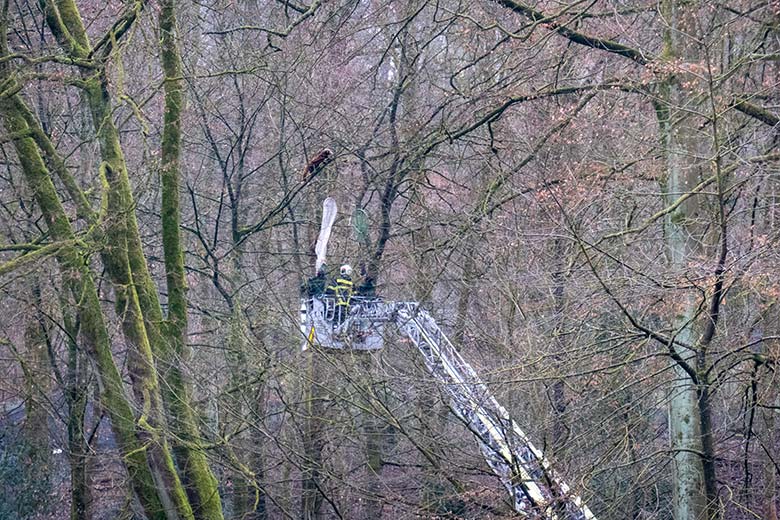Männlicher Roter Panda LIAM am 6. Februar 2025 auf einem Baum in der Nähe der Braunbär-Anlage im Zoologischen Garten Wuppertal