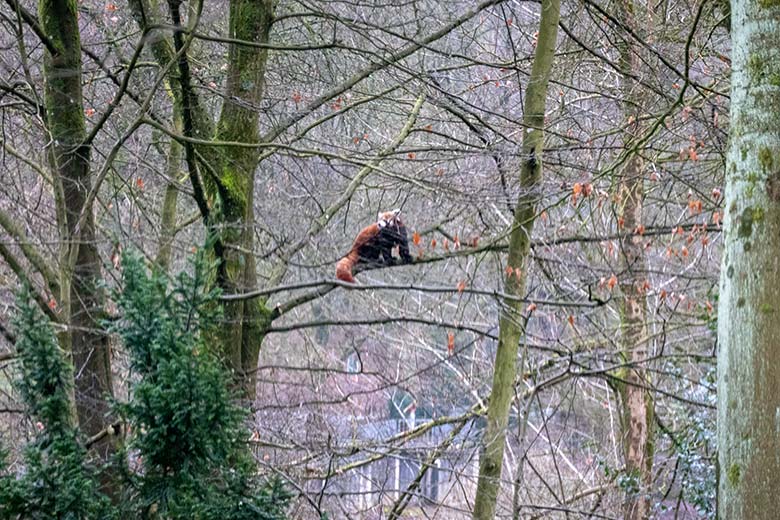 Männlicher Roter Panda LIAM am 6. Februar 2025 auf einem Baum in der Nähe der Braunbär-Anlage im Zoo Wuppertal