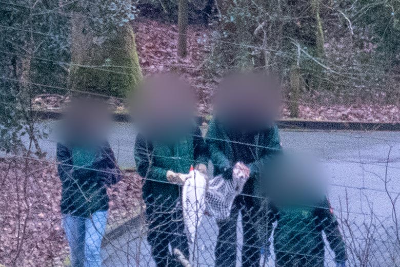 Eingefangener männlicher Roter Panda LIAM am 6. Februar 2025 auf dem Rückweg zur Panda-Anlage im Wuppertaler Zoo