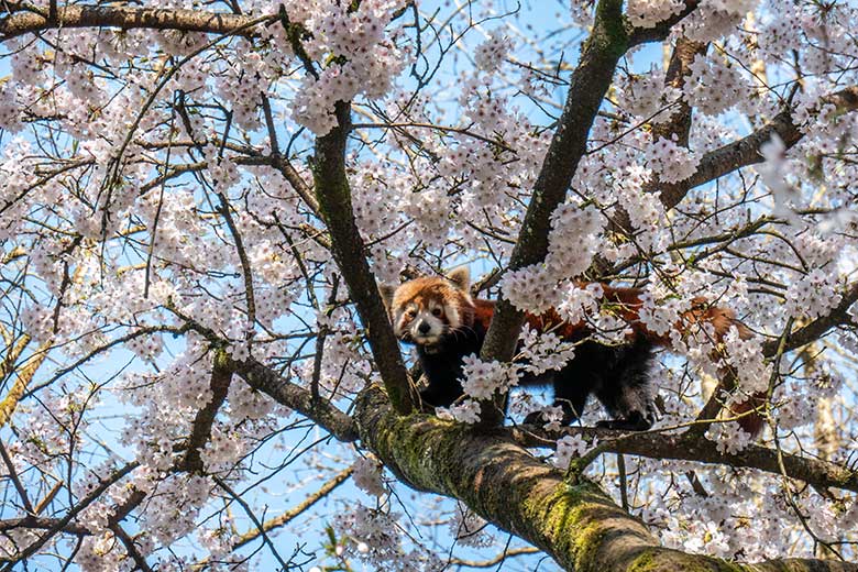 Roter Panda in blühender Kirsche am 3. April 2025 auf der Panda-Außenanlage im Zoologischen Garten Wuppertal