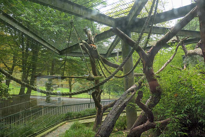 Weibliches Roter Panda-Jungtier JINJIN am 28. August 2025 auf der ehemaligen Außenanlage der Nebelparder am sogenannten Großkatzen-Haus im Zoologischen Garten der Stadt Wuppertal