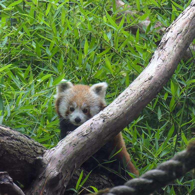 Weibliches Roter Panda-Jungtier JINJIN am 28. August 2025 auf der ehemaligen Außenanlage der Nebelparder am sogenannten Großkatzen-Haus im Zoo Wuppertal