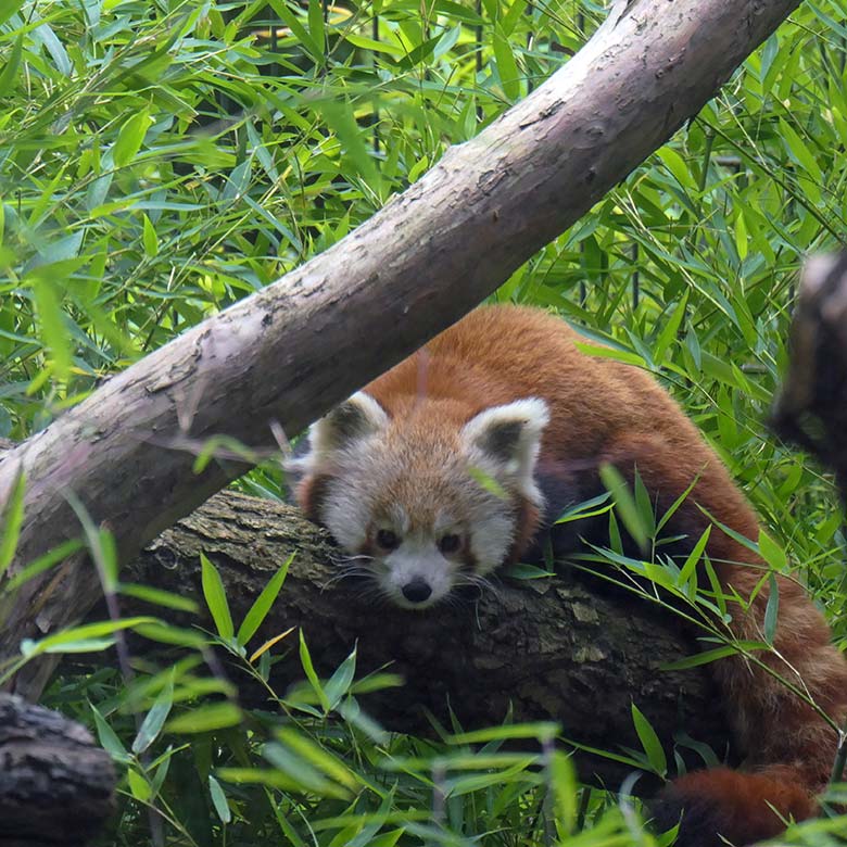 Weibliches Roter Panda-Jungtier JINJIN am 28. August 2025 auf der ehemaligen Außenanlage der Nebelparder am sogenannten Großkatzen-Haus im Grünen Zoo Wuppertal