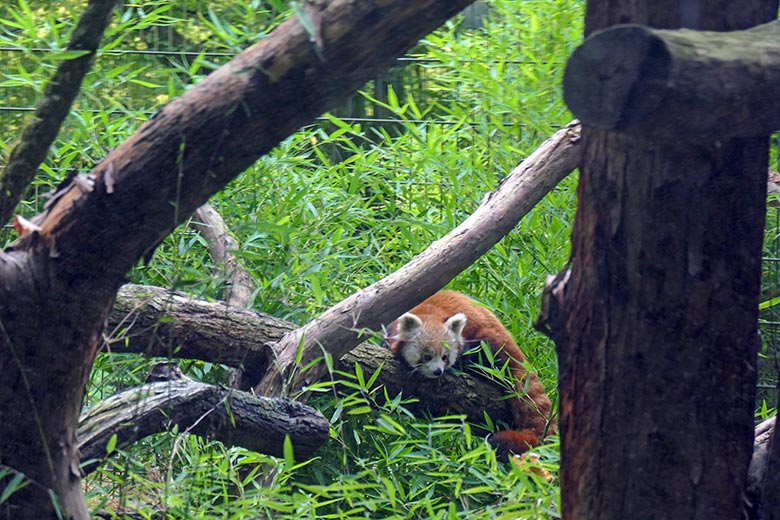Weibliches Roter Panda-Jungtier JINJIN am 28. August 2025 auf der ehemaligen Außenanlage der Nebelparder am sogenannten Großkatzen-Haus im Zoologischen Garten Wuppertal