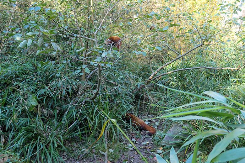 Weiblicher Roter Panda UMA und noch namenloses weibliches Roter Panda-Jungtier (oben) am 7. November 2025 auf der Panda-Außenanlage im Wuppertaler Zoo