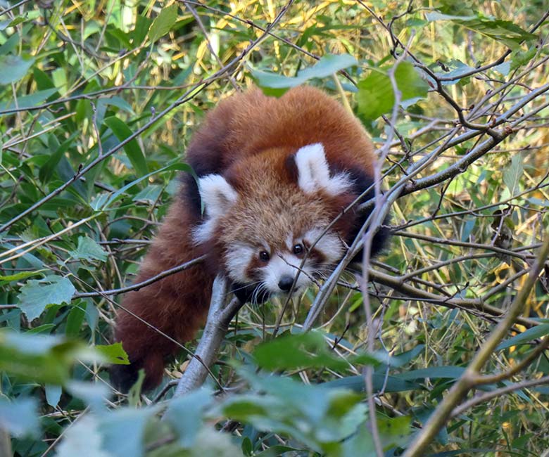 Noch namenloses weibliches Roter Panda-Jungtier am 7. November 2025 auf der Außenanlage im Zoo Wuppertal