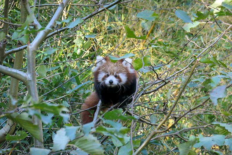 Noch namenloses weibliches Roter Panda-Jungtier am 7. November 2025 auf der Außenanlage im Zoologischen Garten Wuppertal
