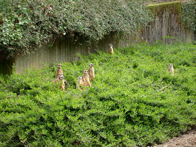 Erdmännchen im Wuppertaler Zoo im April 2008