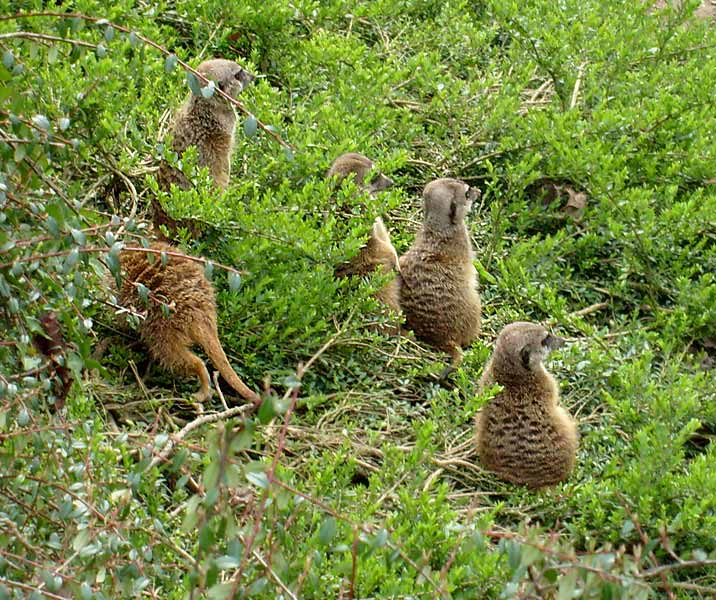 Erdmännchen im Zoo Wuppertal im April 2008