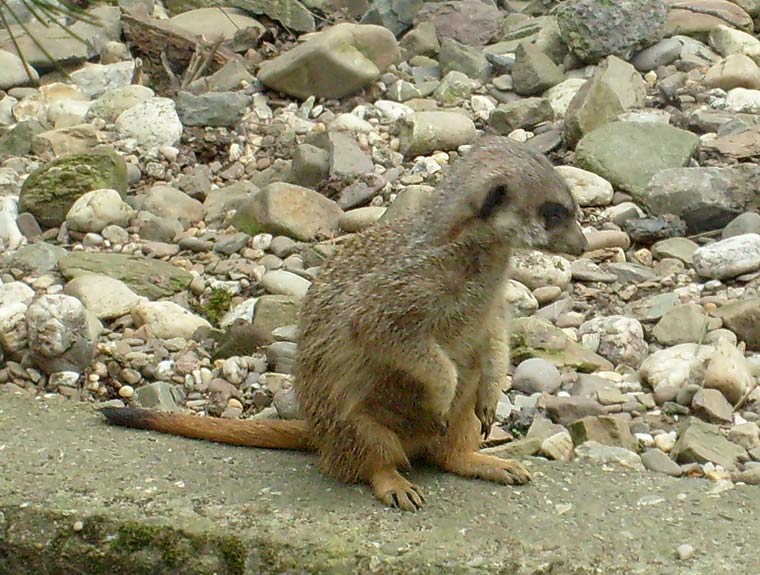 Erdmännchen im Wuppertaler Zoo im April 2008