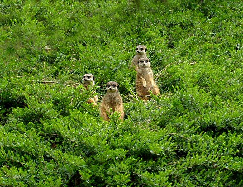 Erdmännchen im Wuppertaler Zoo im April 2008